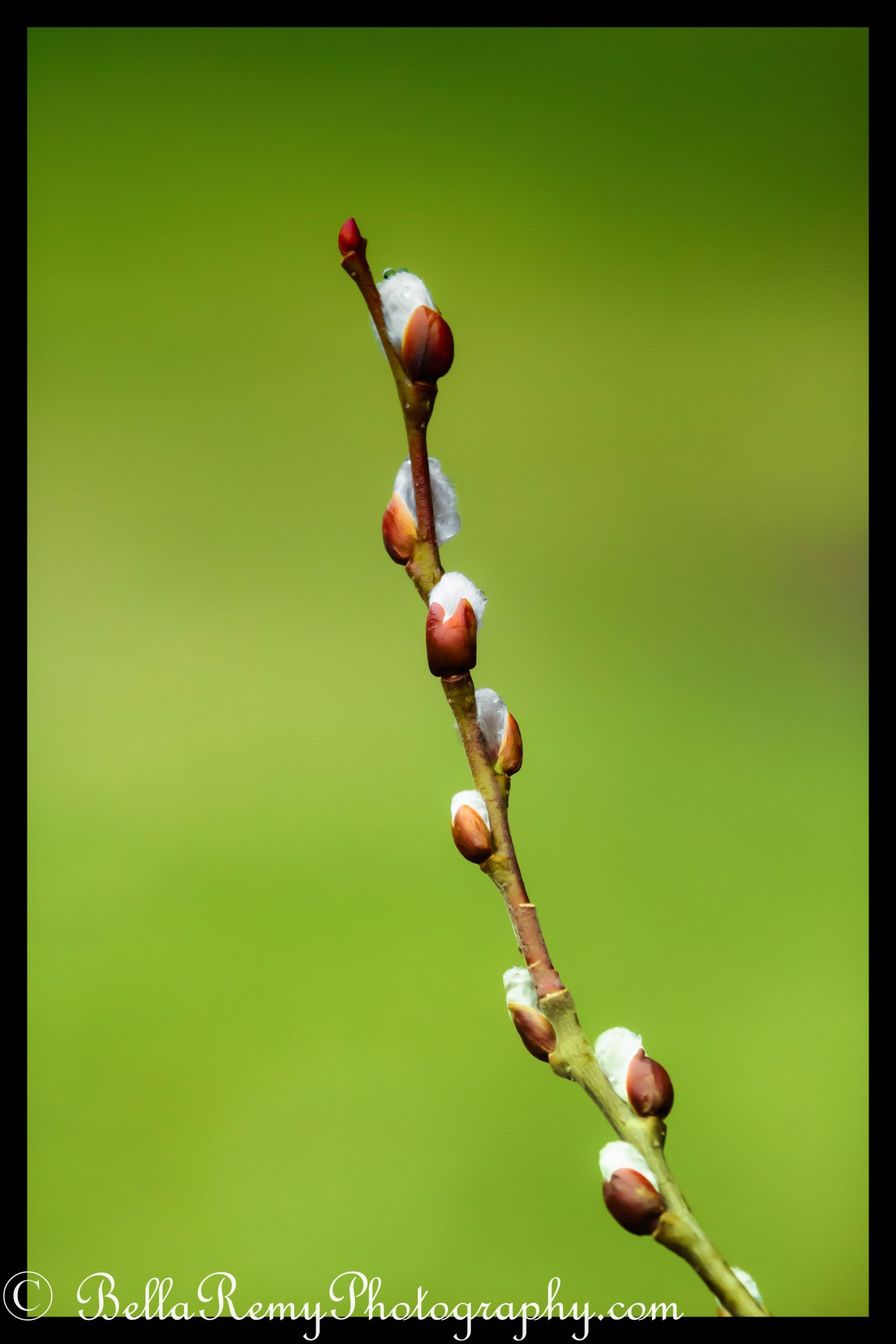 Pussy Willow Buds