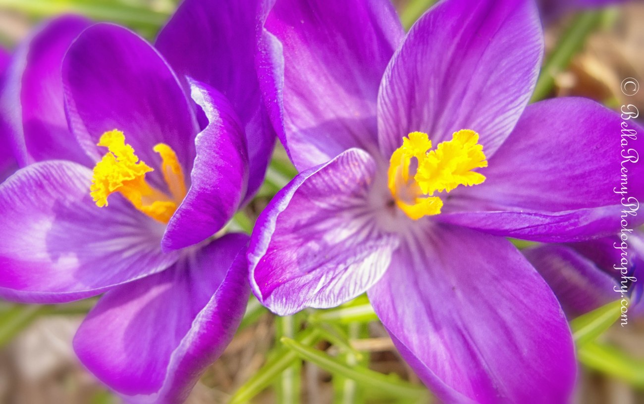 Purple Crocus