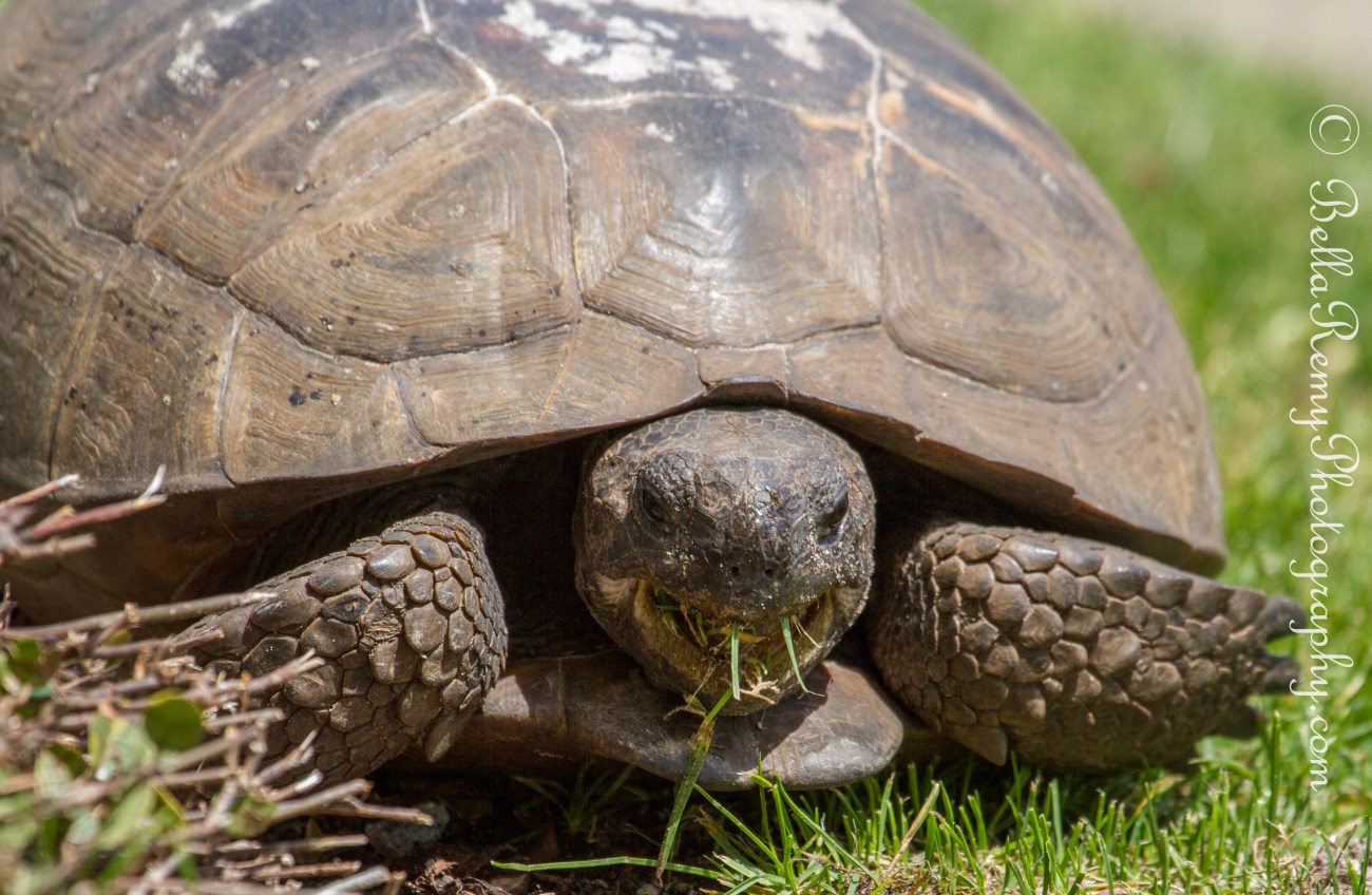 Gopher Tortoise