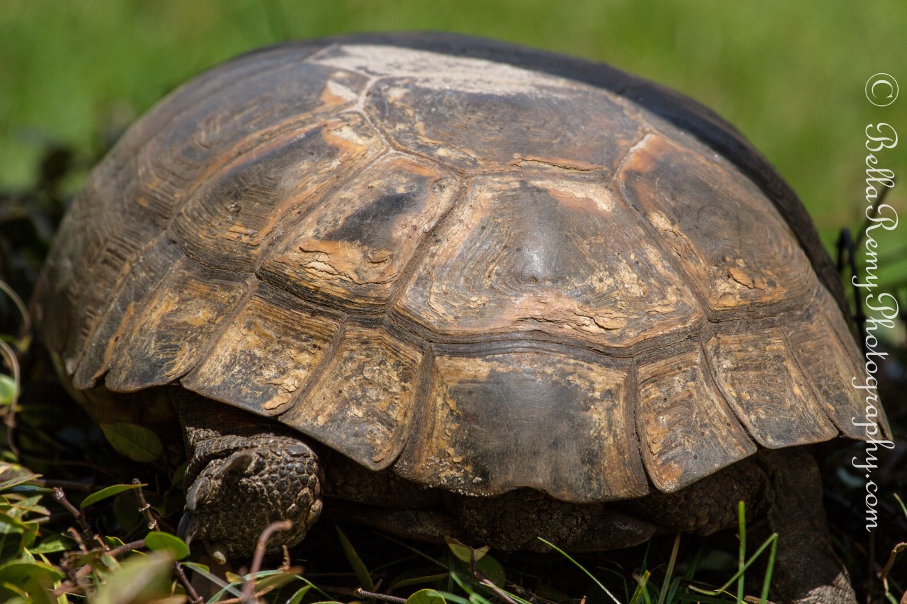 Gopher Tortoise