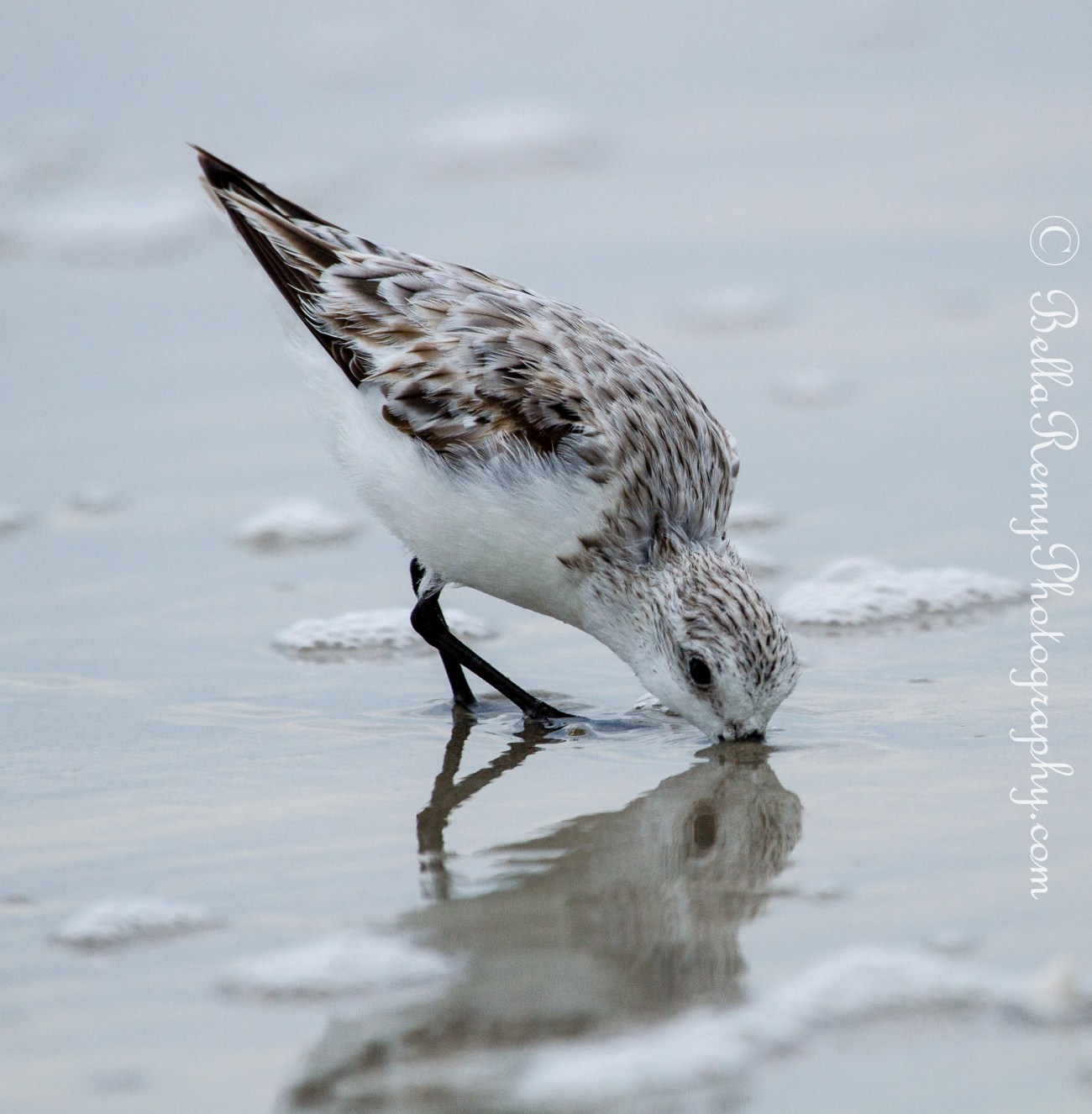 Sanderling