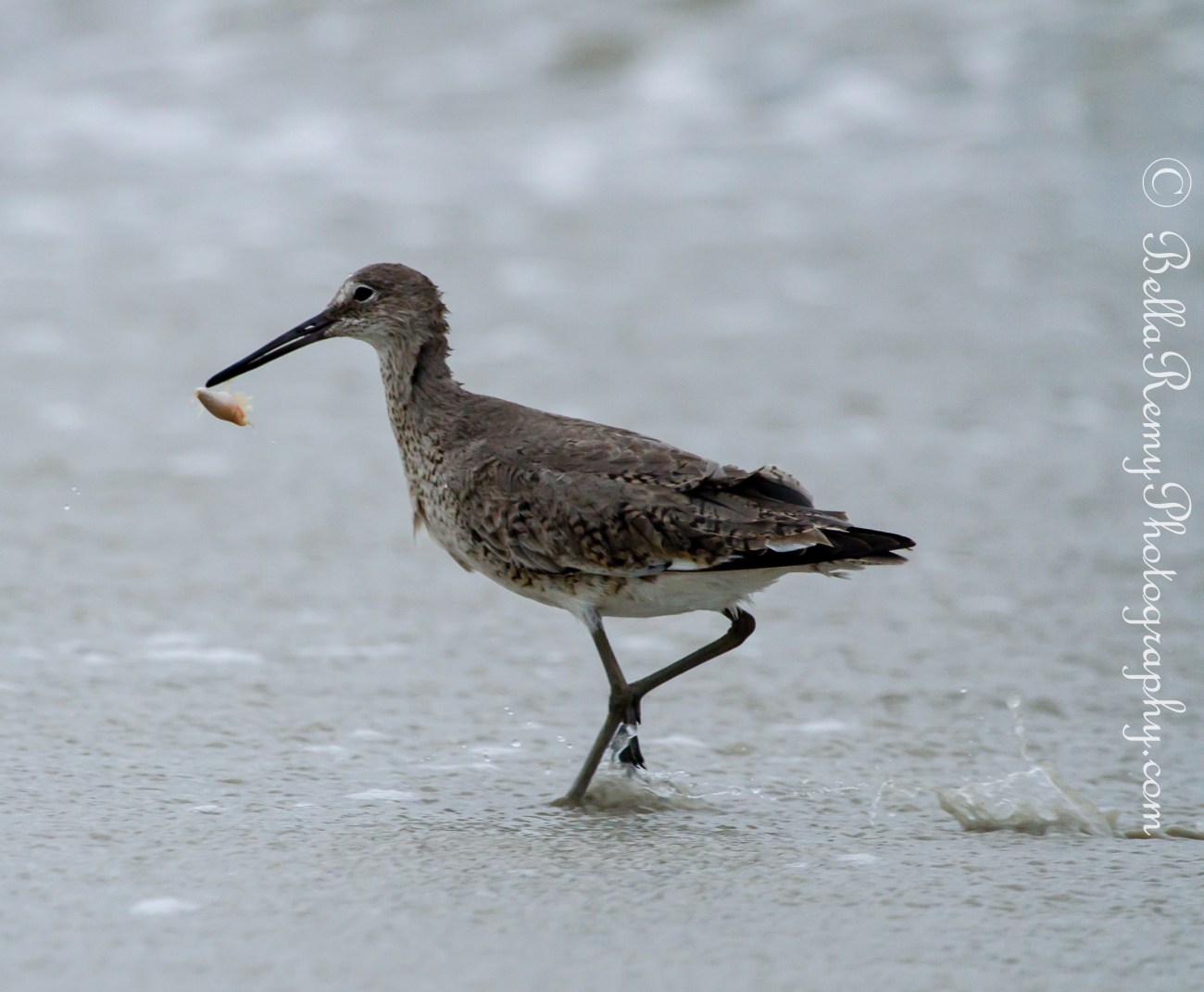 Willet