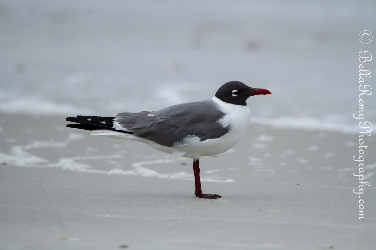 Laughing Gull