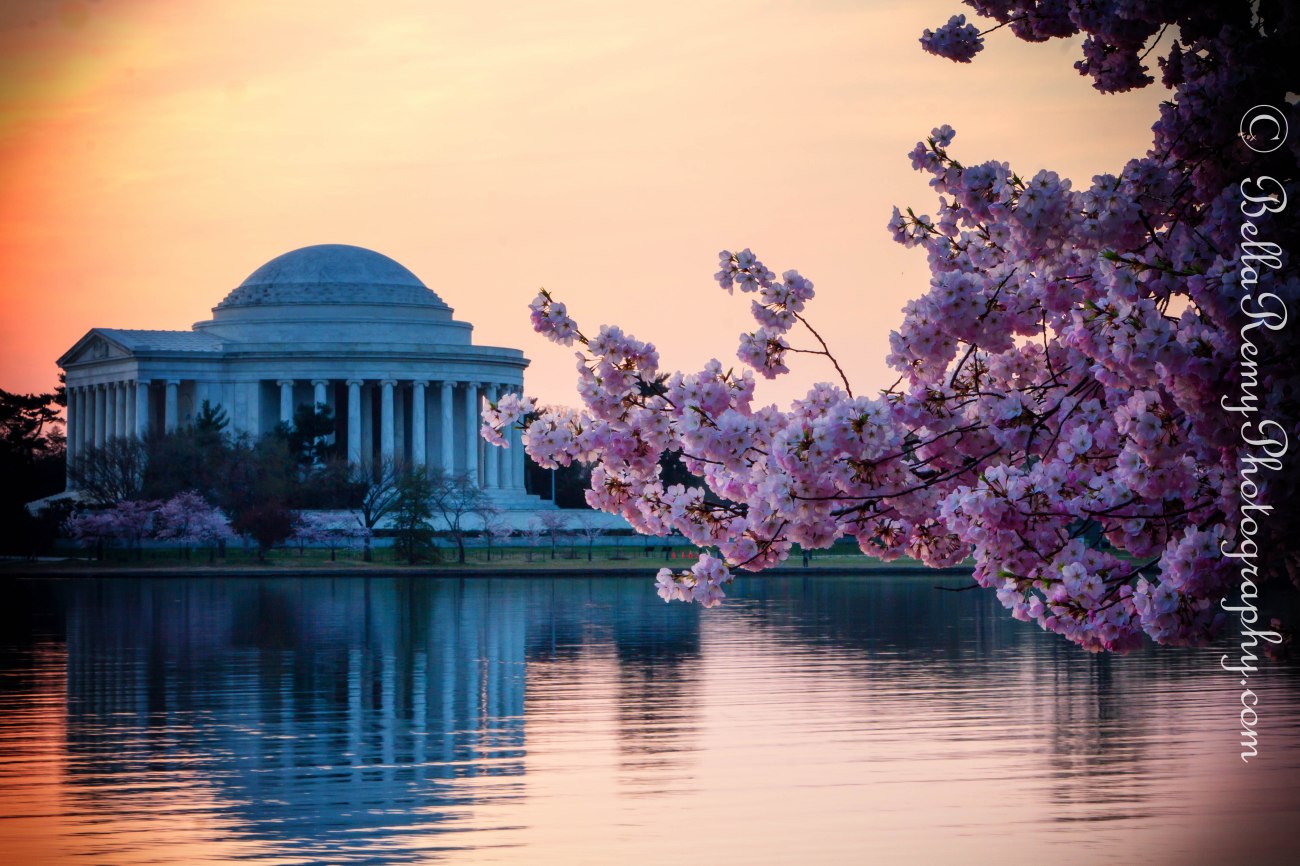 DCcherry09apr13-1016-Edit-2