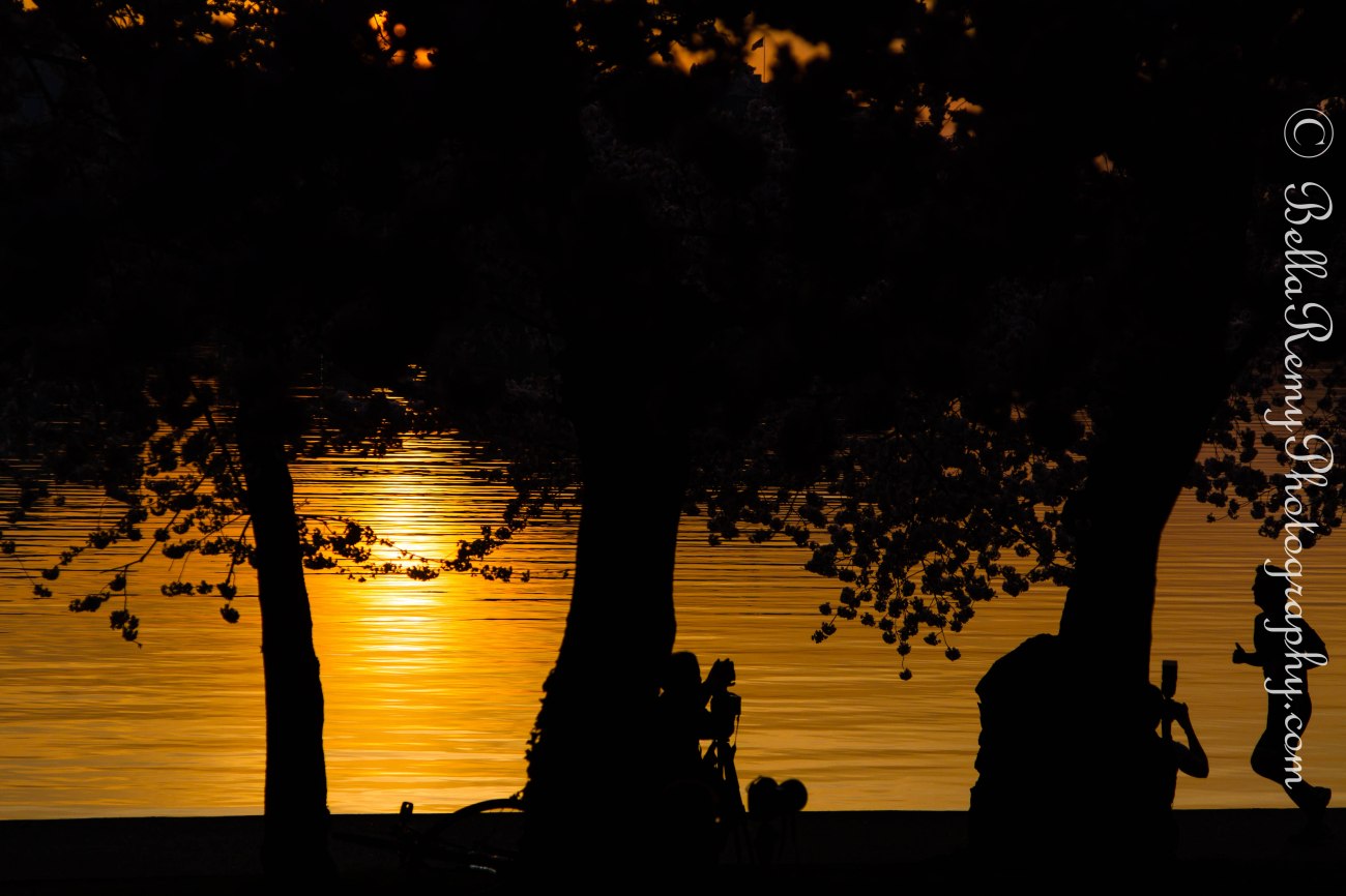 DCcherry09apr13-1040-2