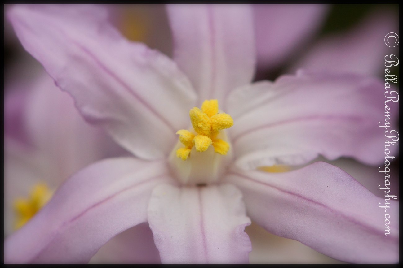 Chionodoxa Forbesii Pink