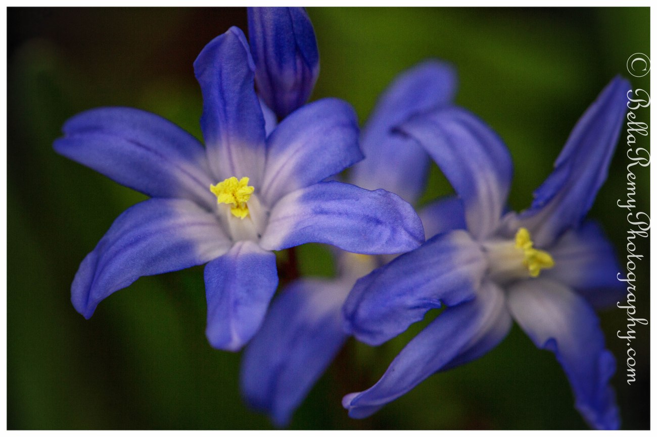 Chionodoxa Forbesii
