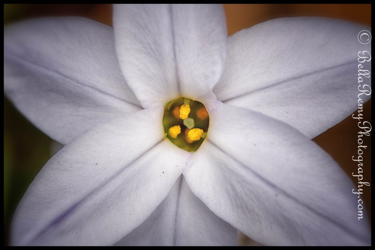 Ipheion Uniflorum
