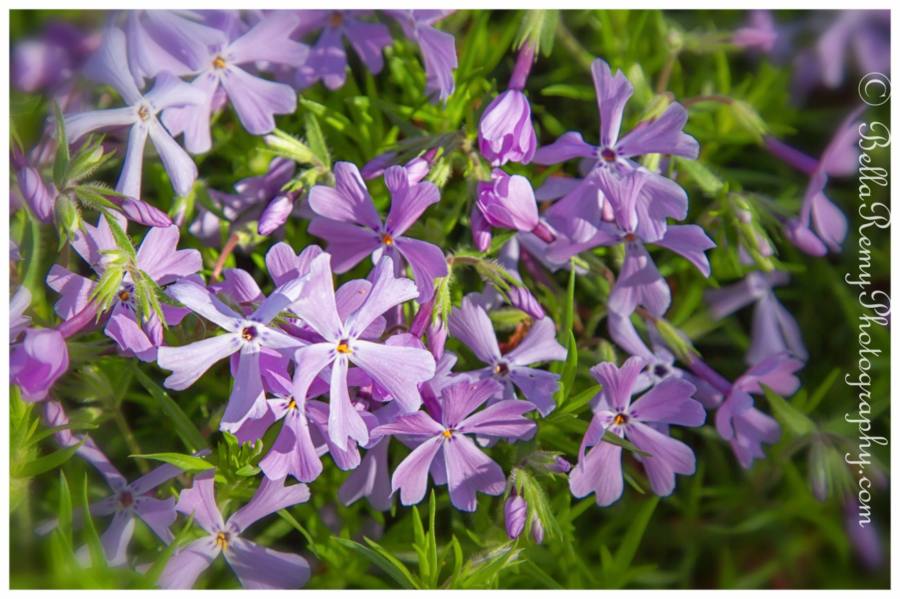 Creeping Phlox