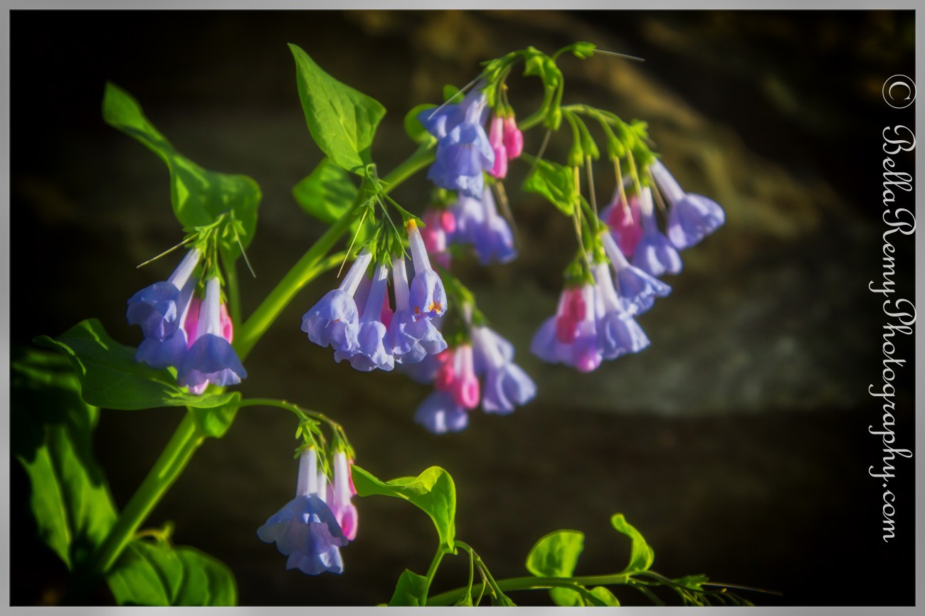 tawes14apr13-1591-Edit