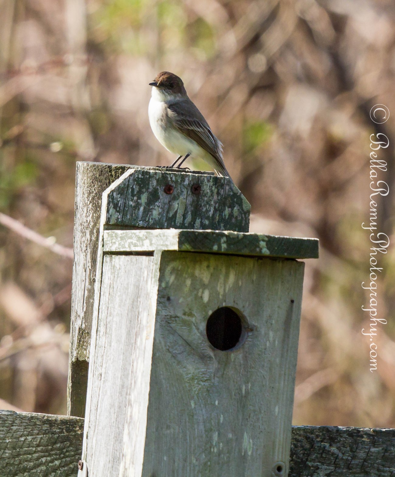 The InspectorEastern Towhee
