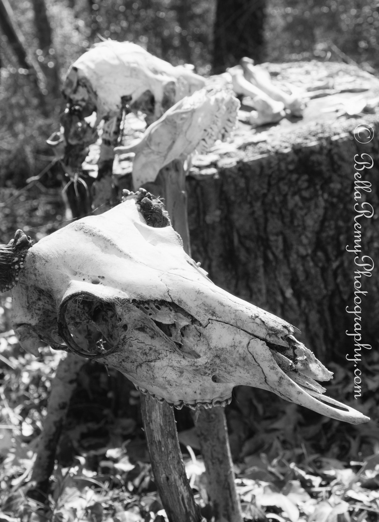 untitled shoot-0968-Edit