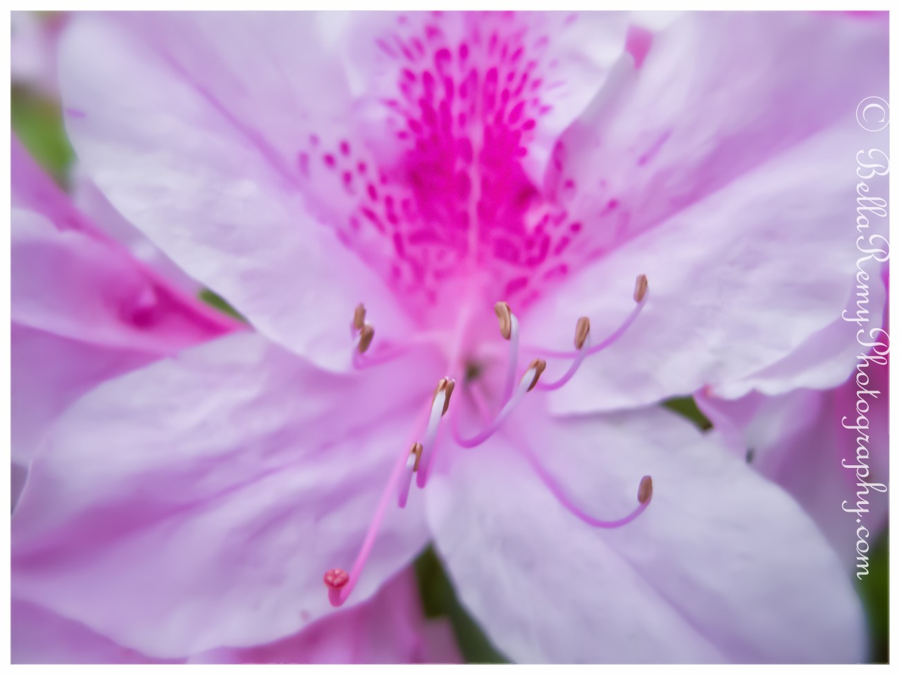 Pink Azalea