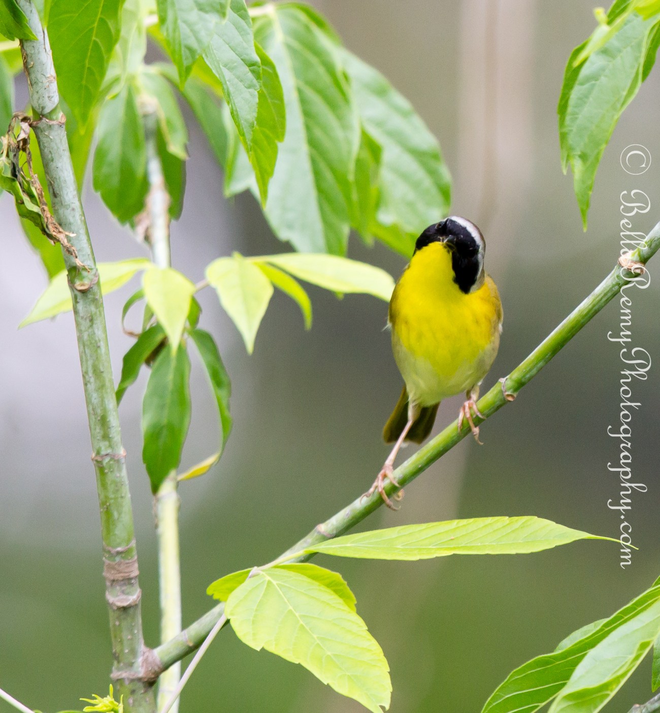Common Yellowthroat Warbler