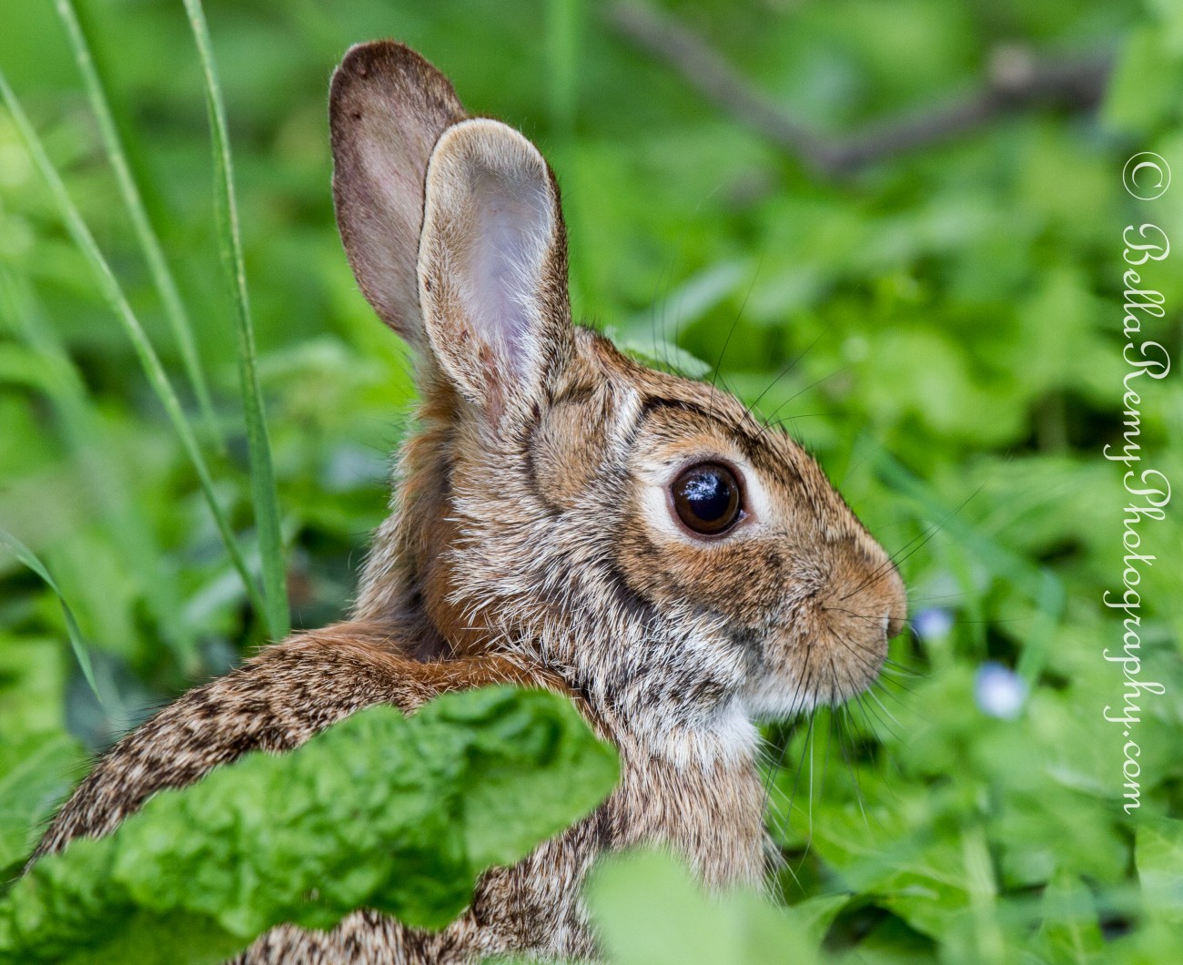The Velveteen Rabbit