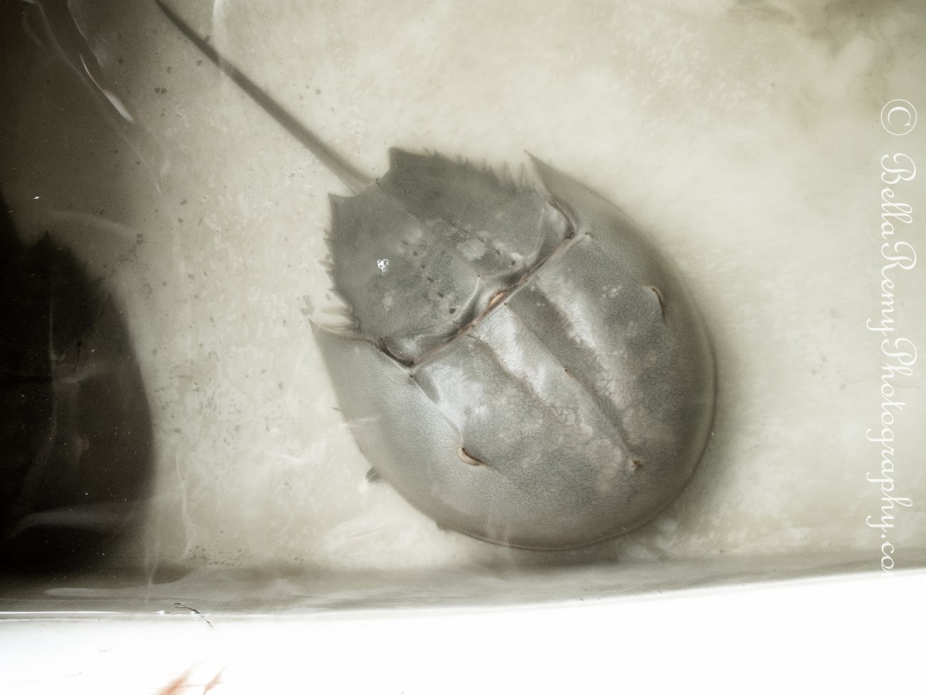 Horseshoe Crab