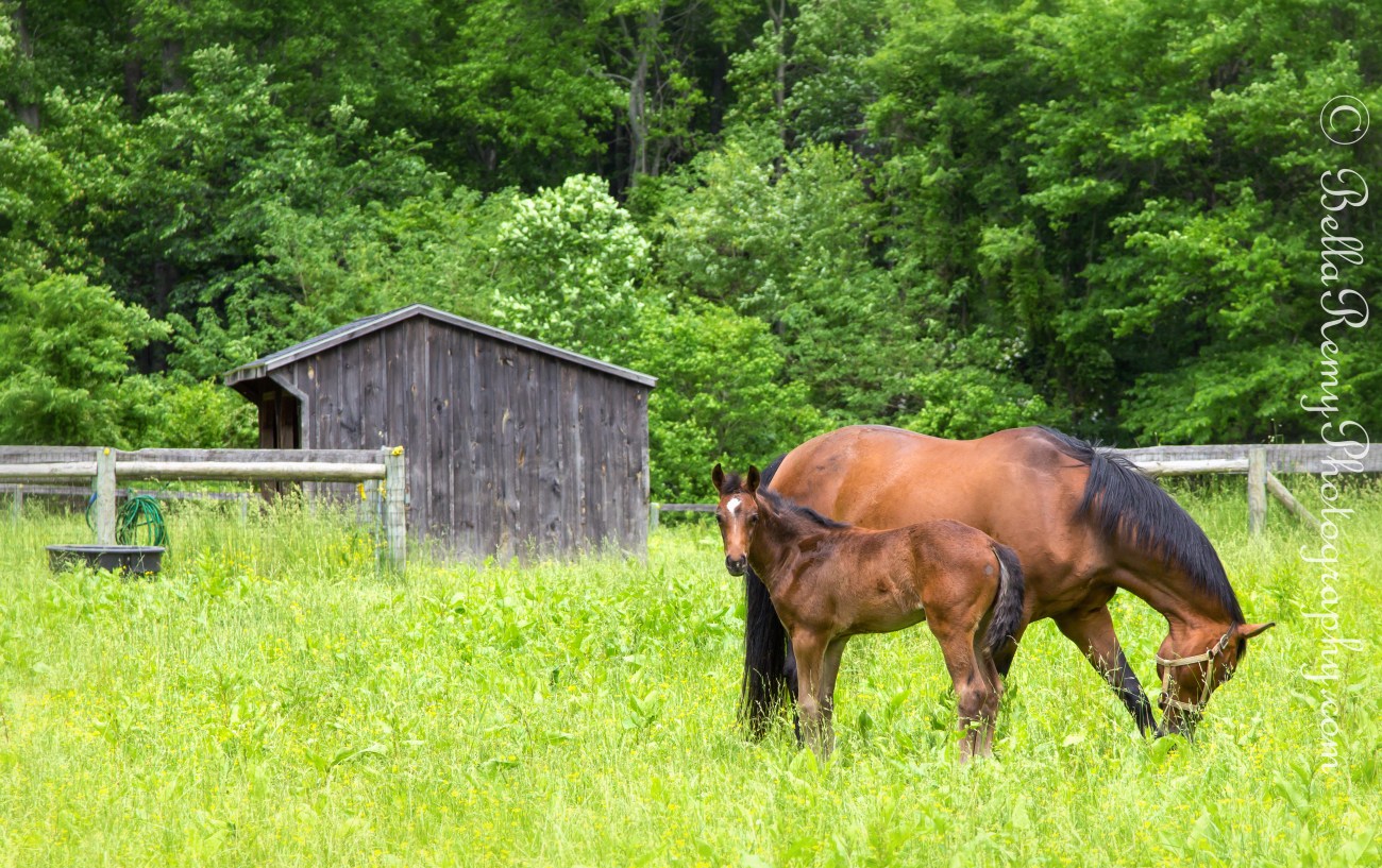 colt23may13-4890-Edit
