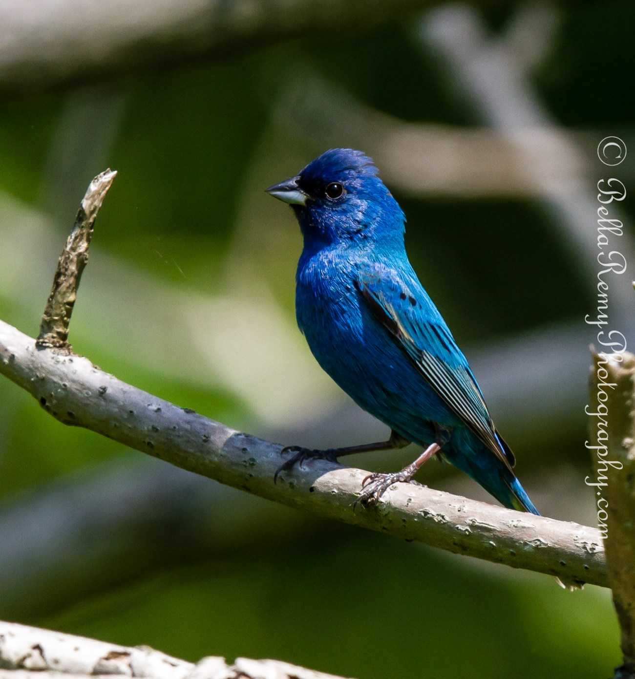 Indigo Bunting