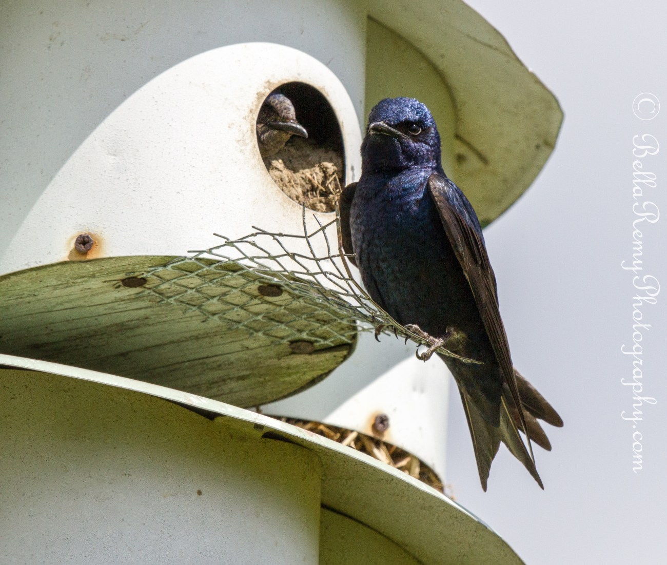 Purple Martin annoyed with the Papparrazzi