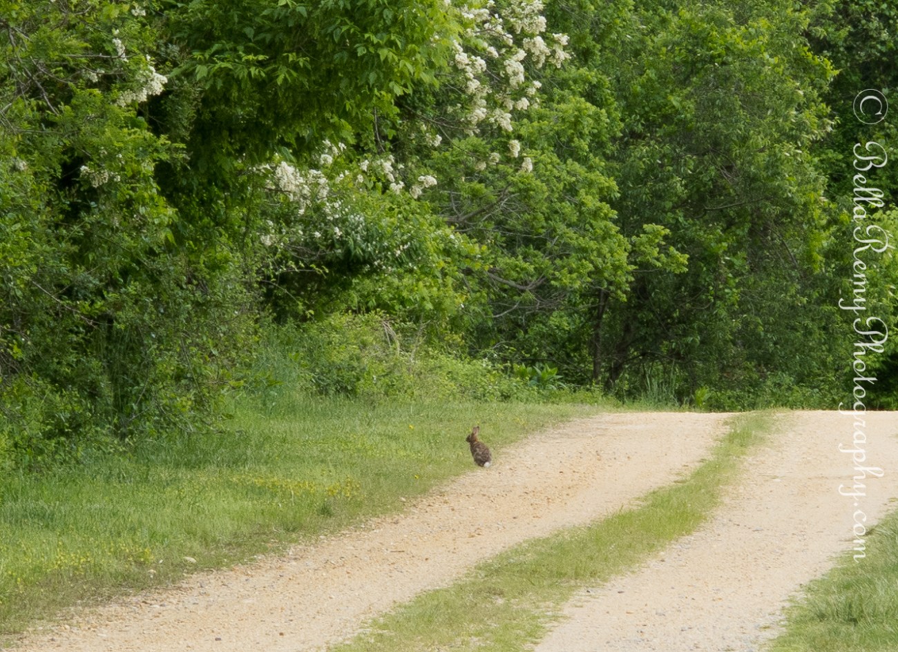 Bunny on the Road