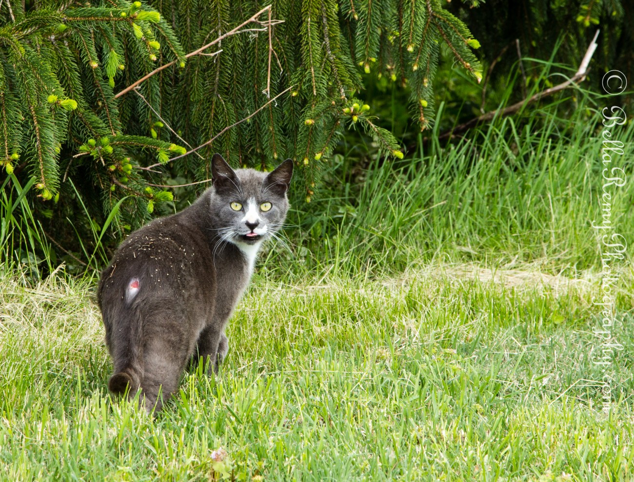 Not the same cat, but one channelling what the other thought of us.