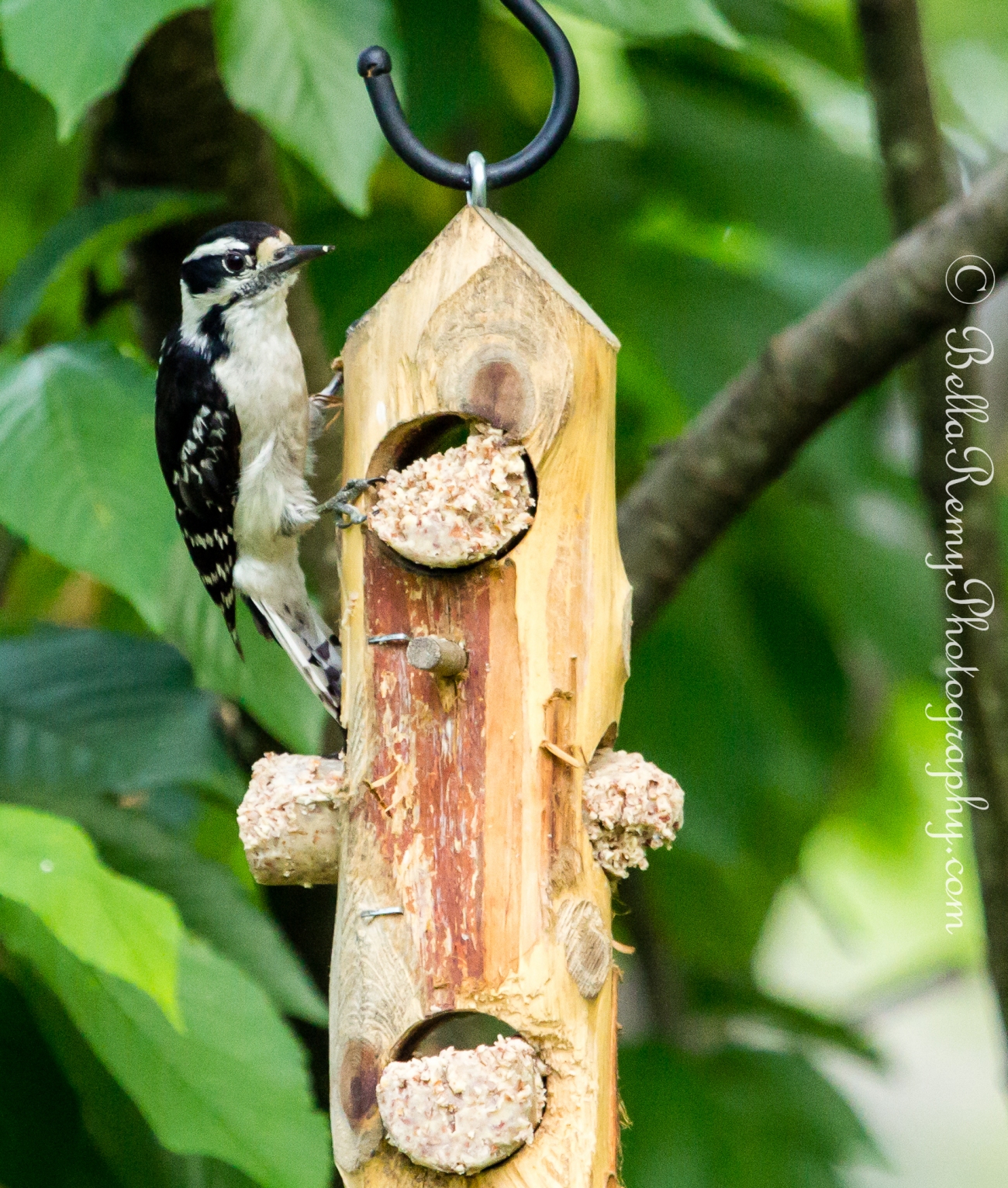 Downy Woodpecker - female