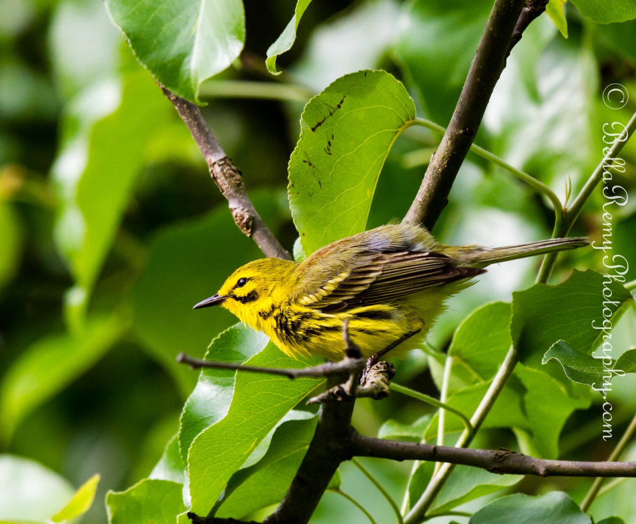 Prairie Warbler