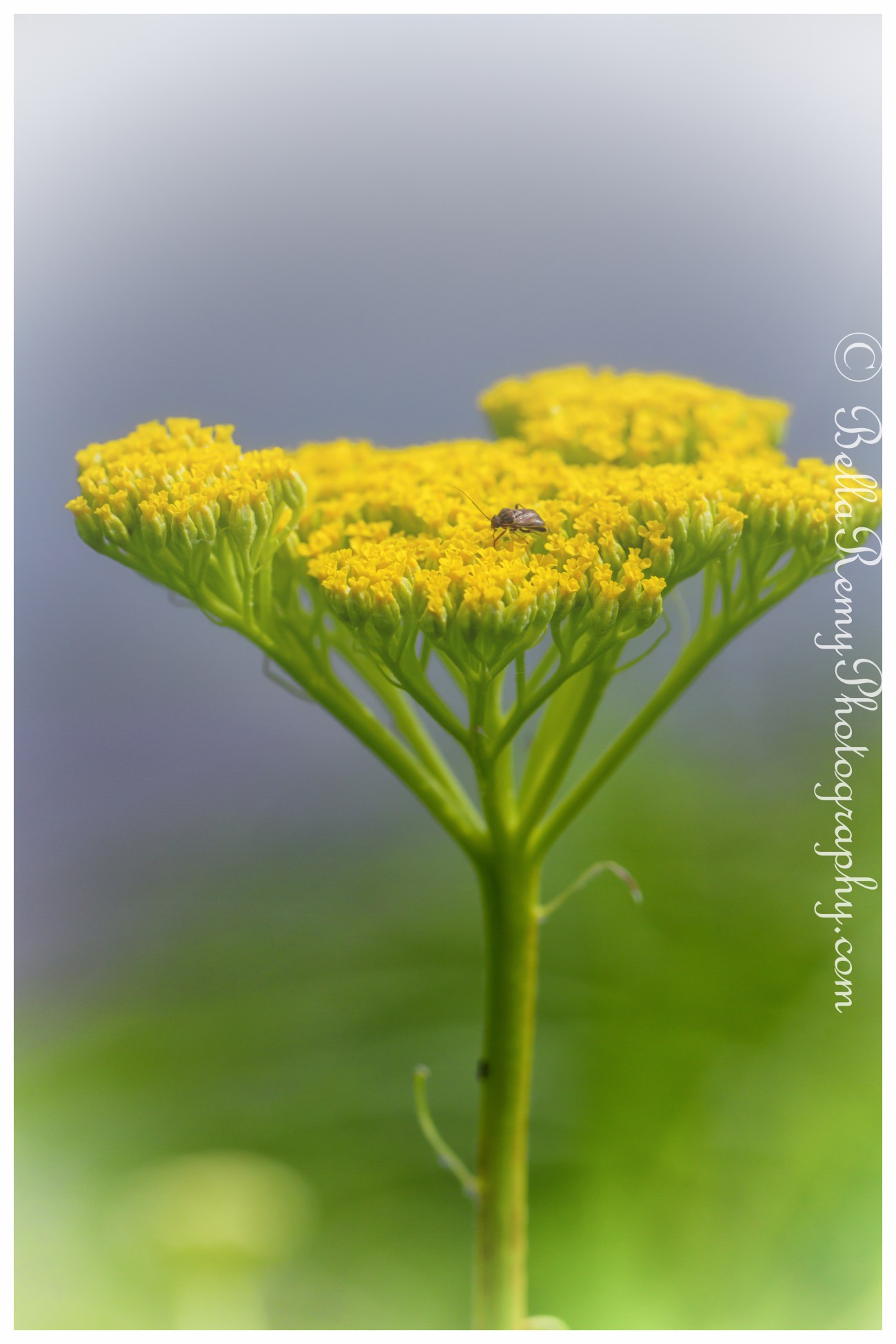 Yarrow