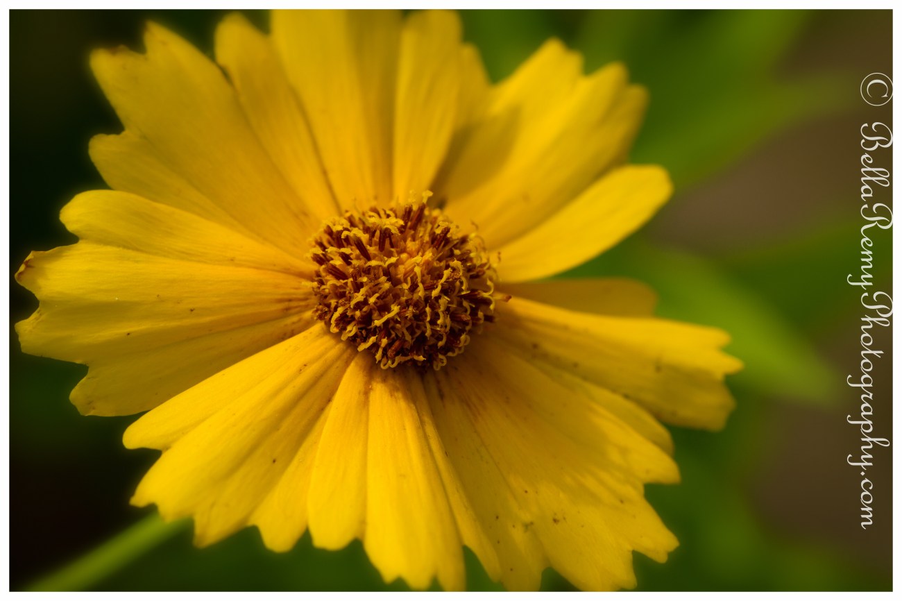 Coreopsis