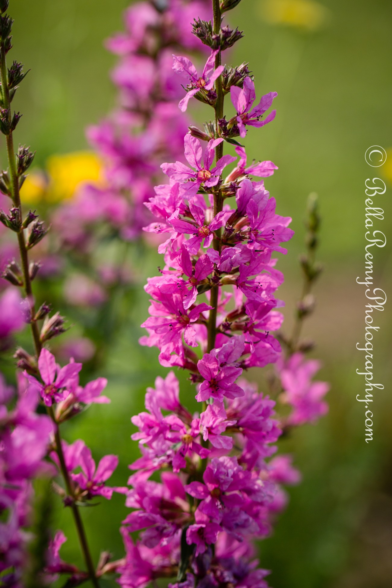 Loosestrife
