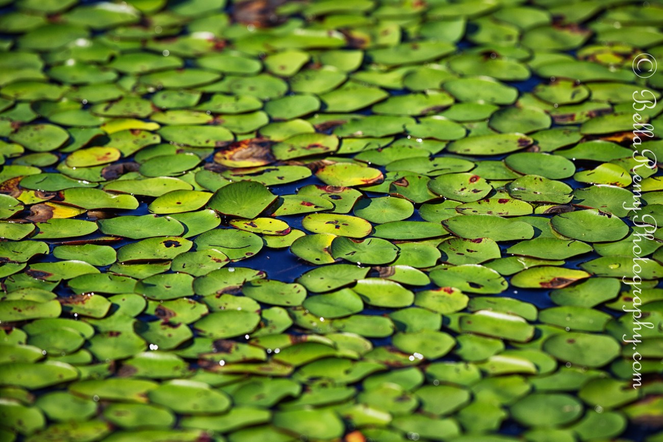 Water Lilies