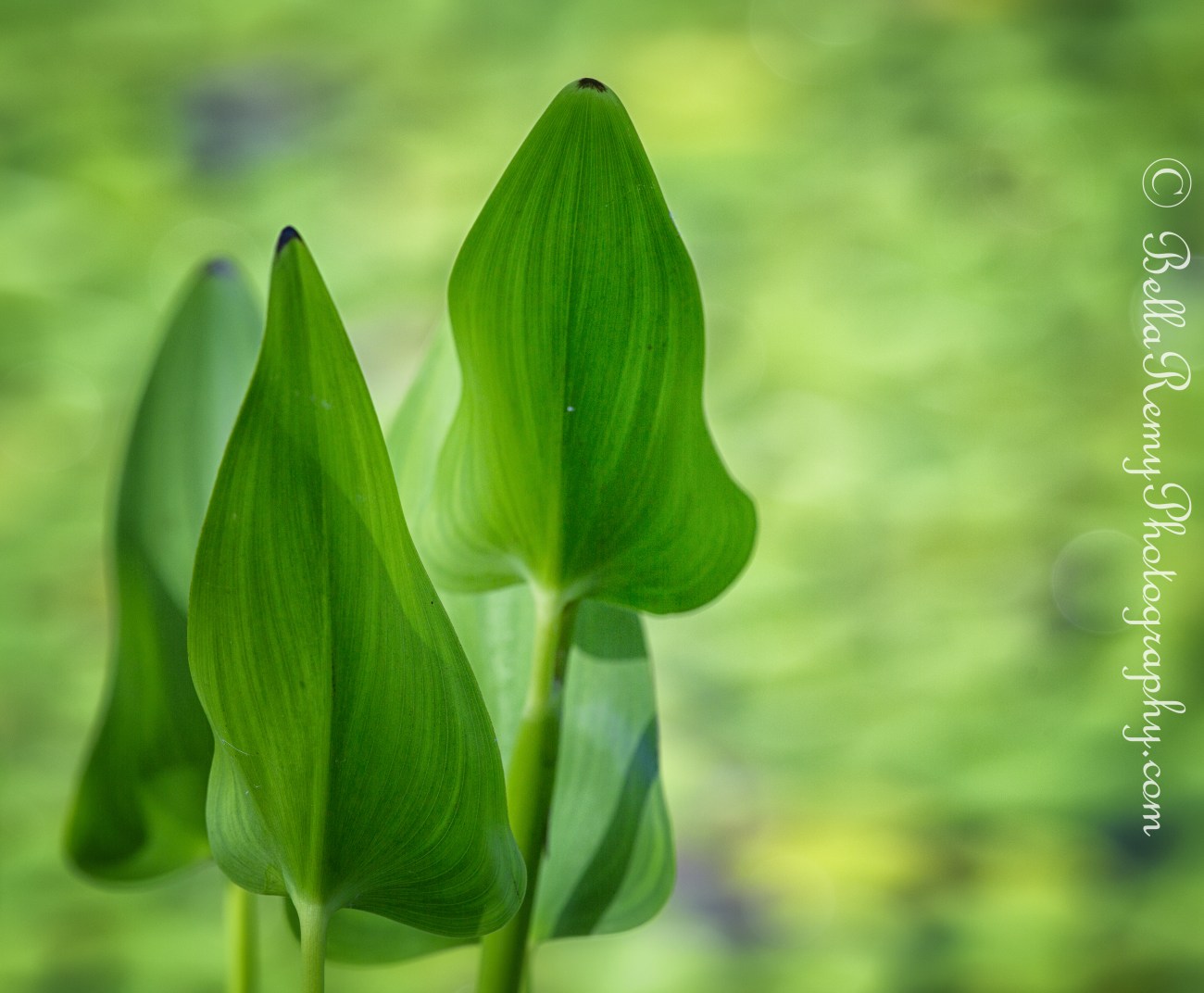 Purple Pickerel Rush