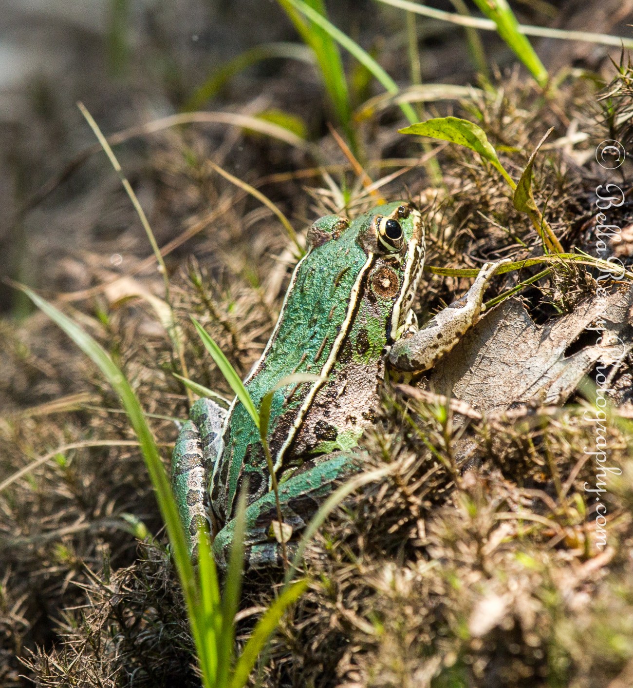 Southern Green Leopard Frog