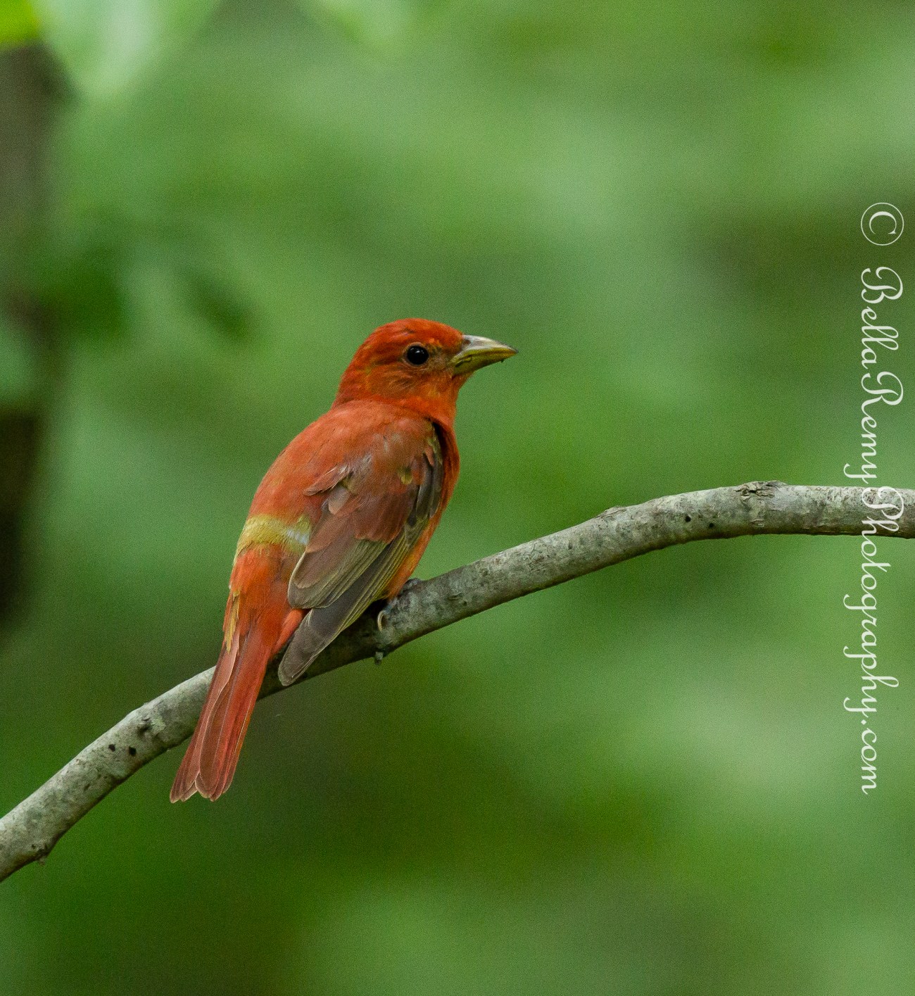 Summer Tanager