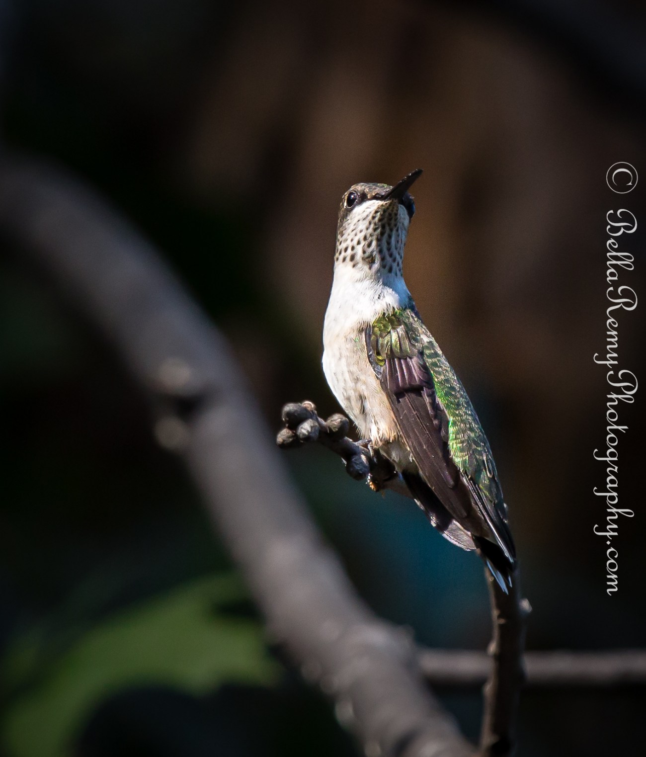 1/2500 sec at f/7.1, ISO 3200