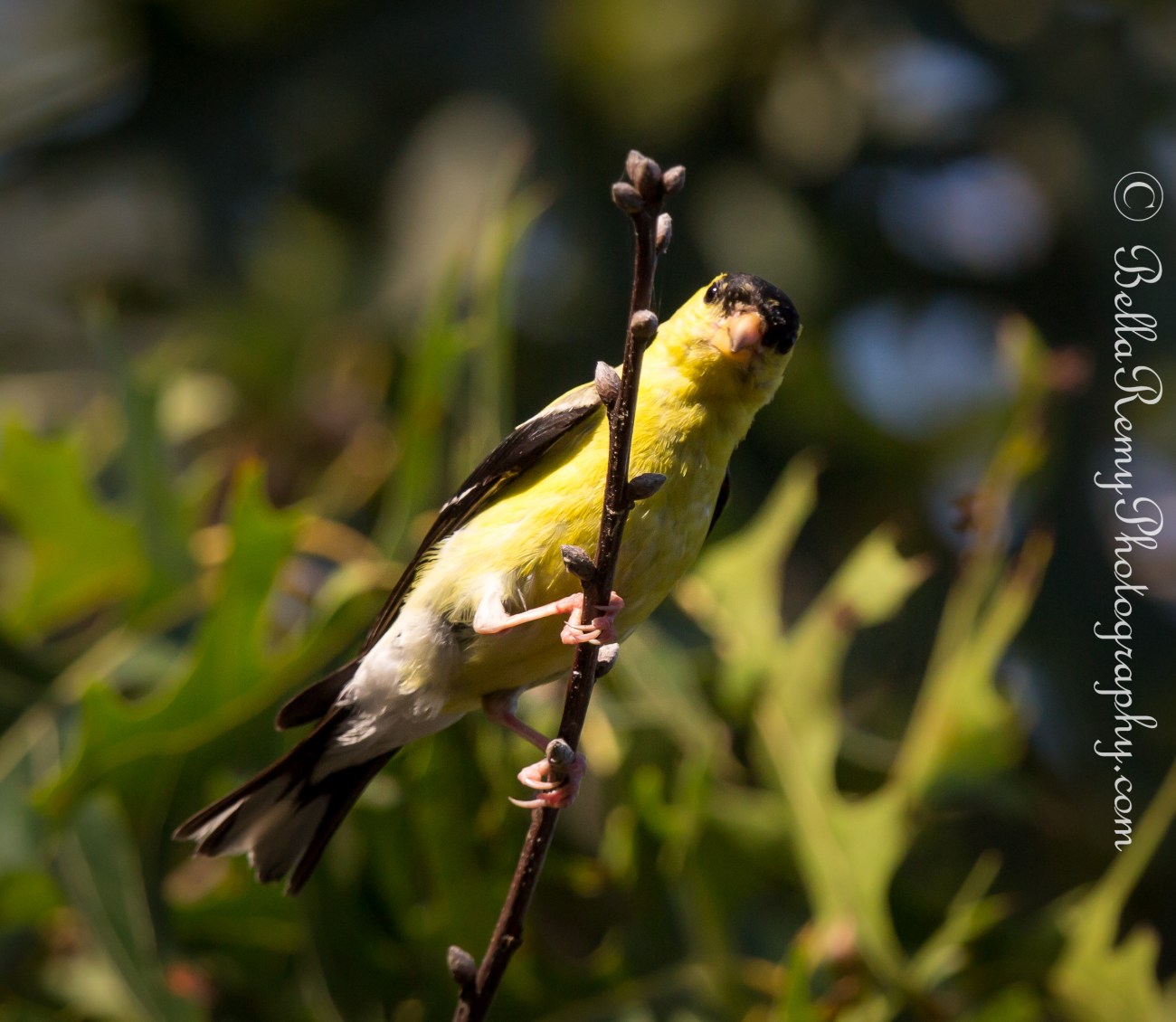 1/2500 sec at f/7.1, ISO 2000