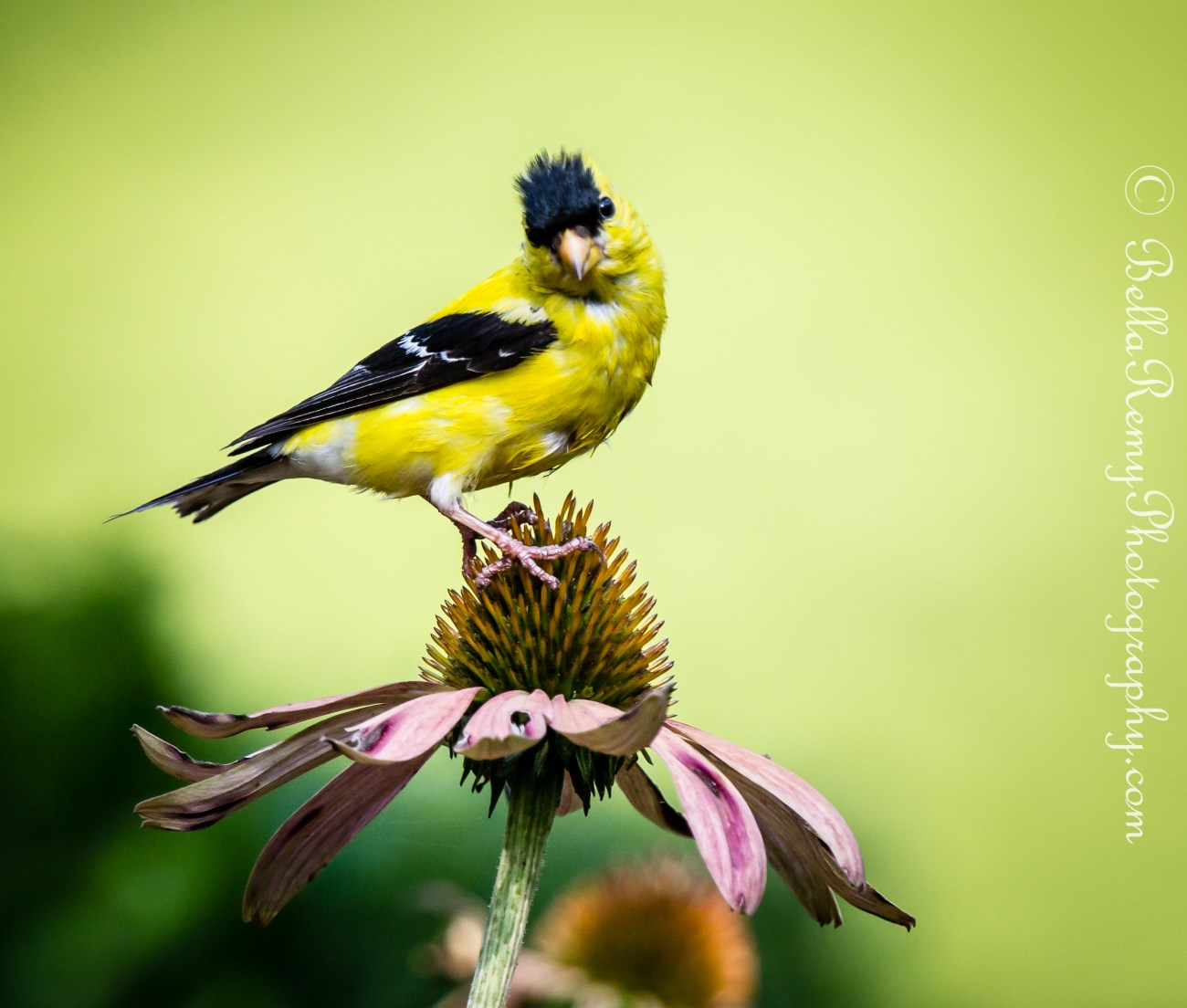 1/800 sec at f/6.3, ISO 1250