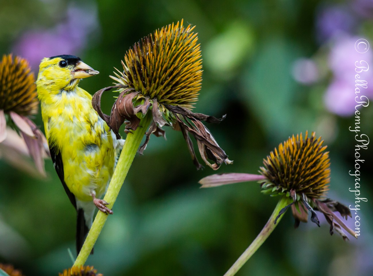 1/800 sec at f/6.3, ISO 1250