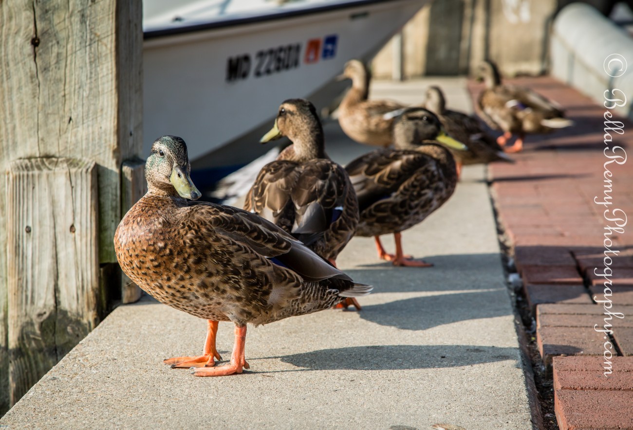 Annapolis30aug13-9009