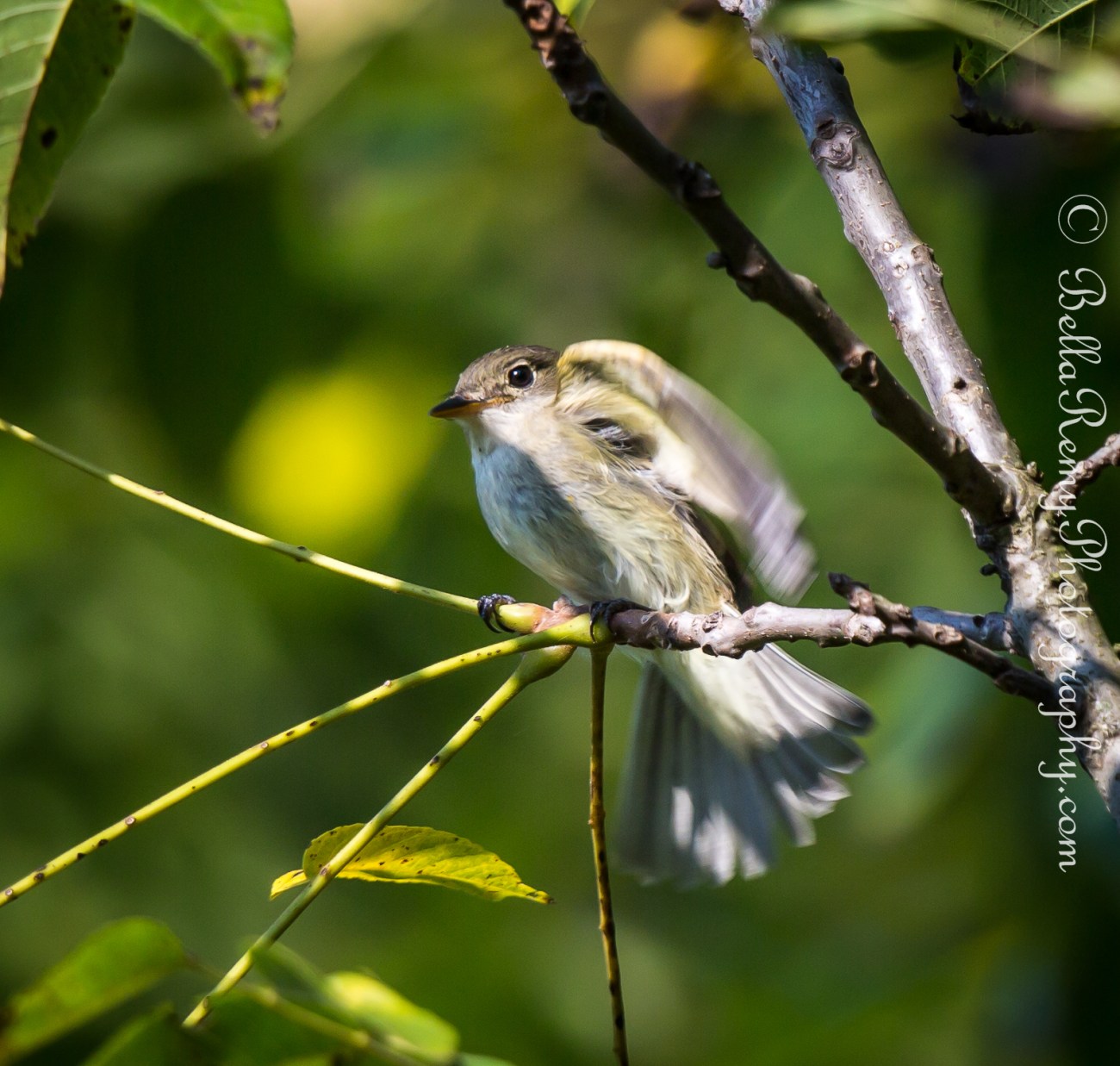 Wood Pewee