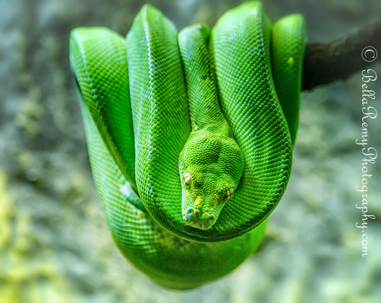 Morelia Viridis