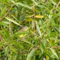 kf090913-9933