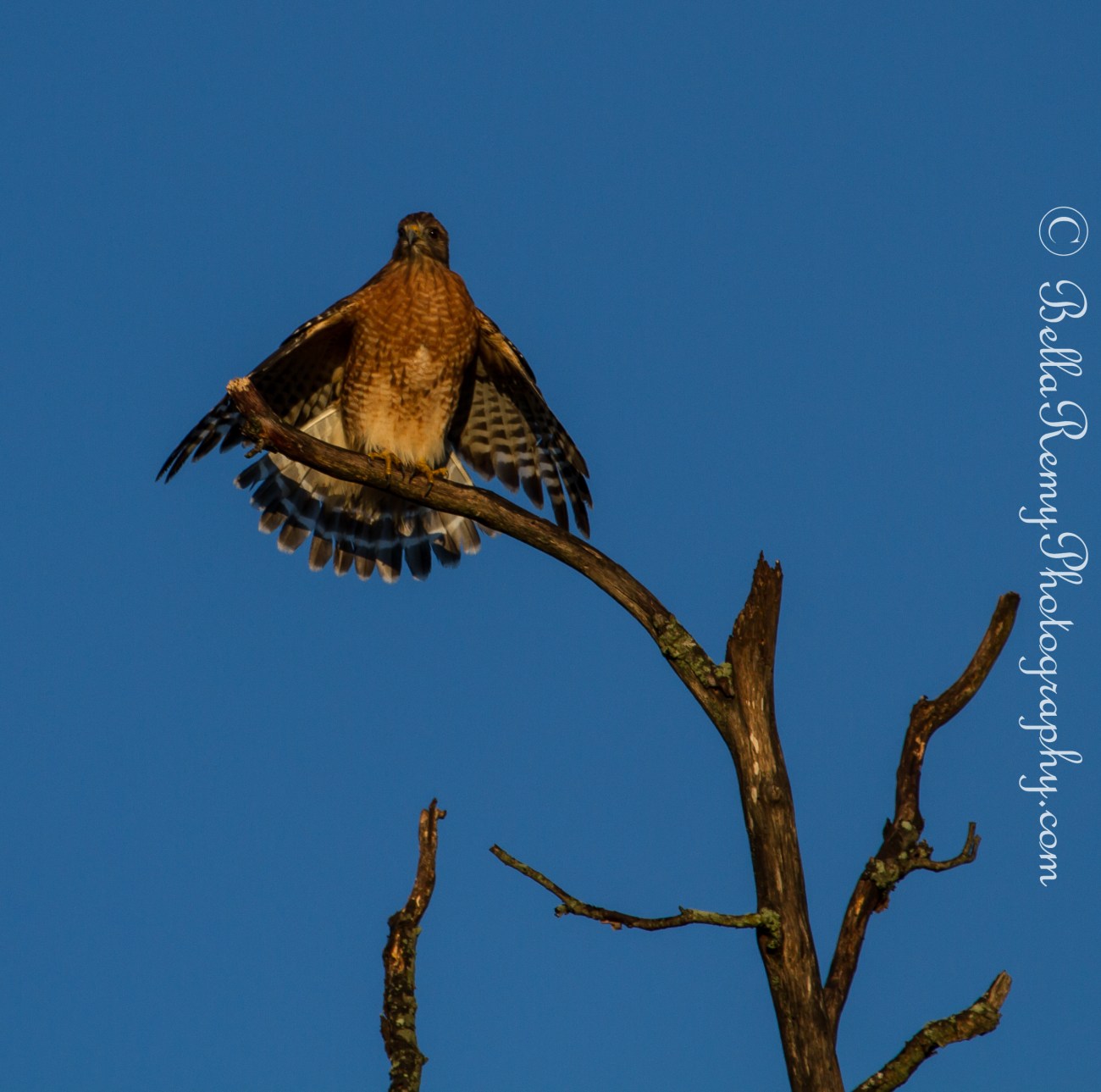 Red Shoulder Hawk Drying himself in the morning sun