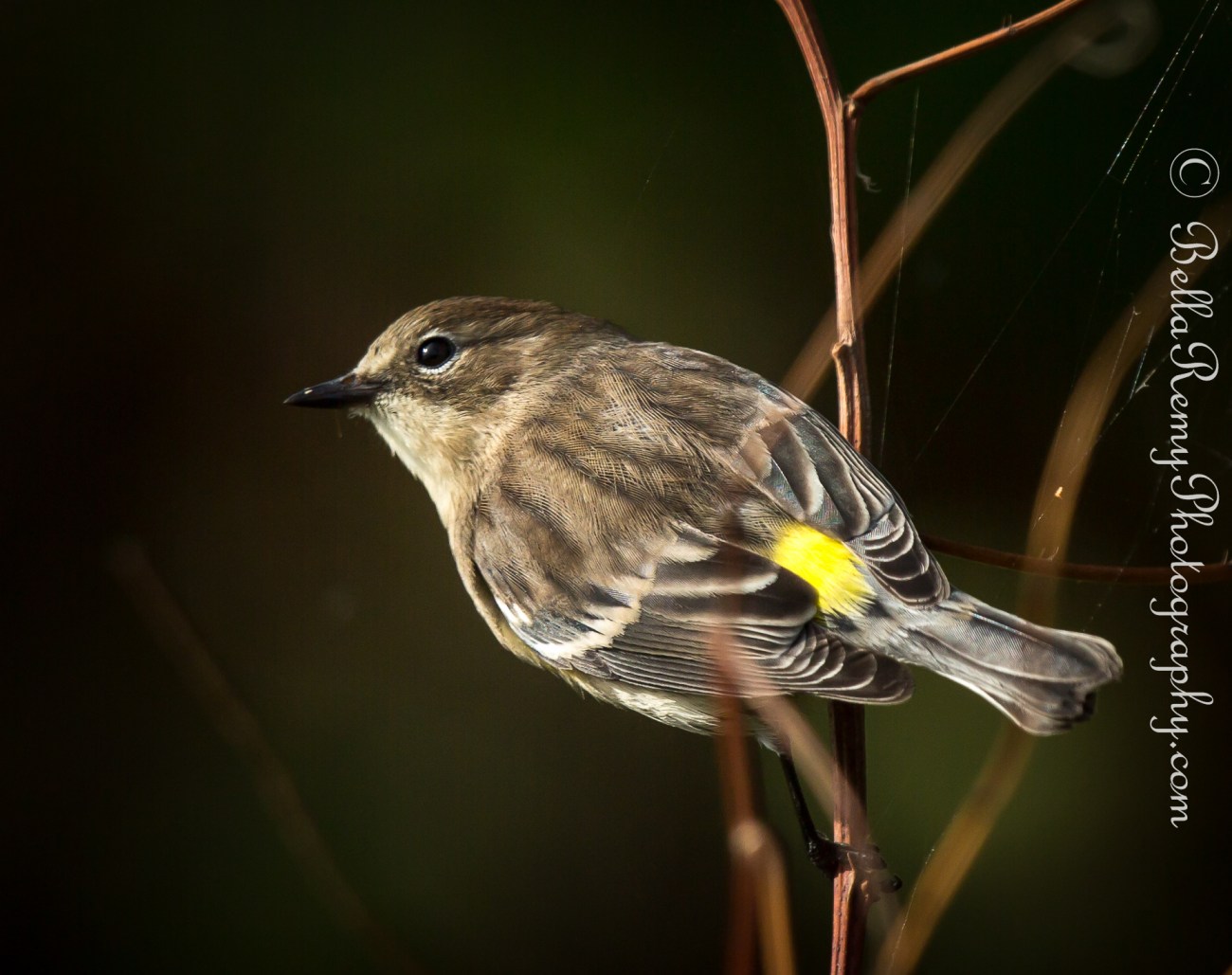 Yellow Rumped Warbler