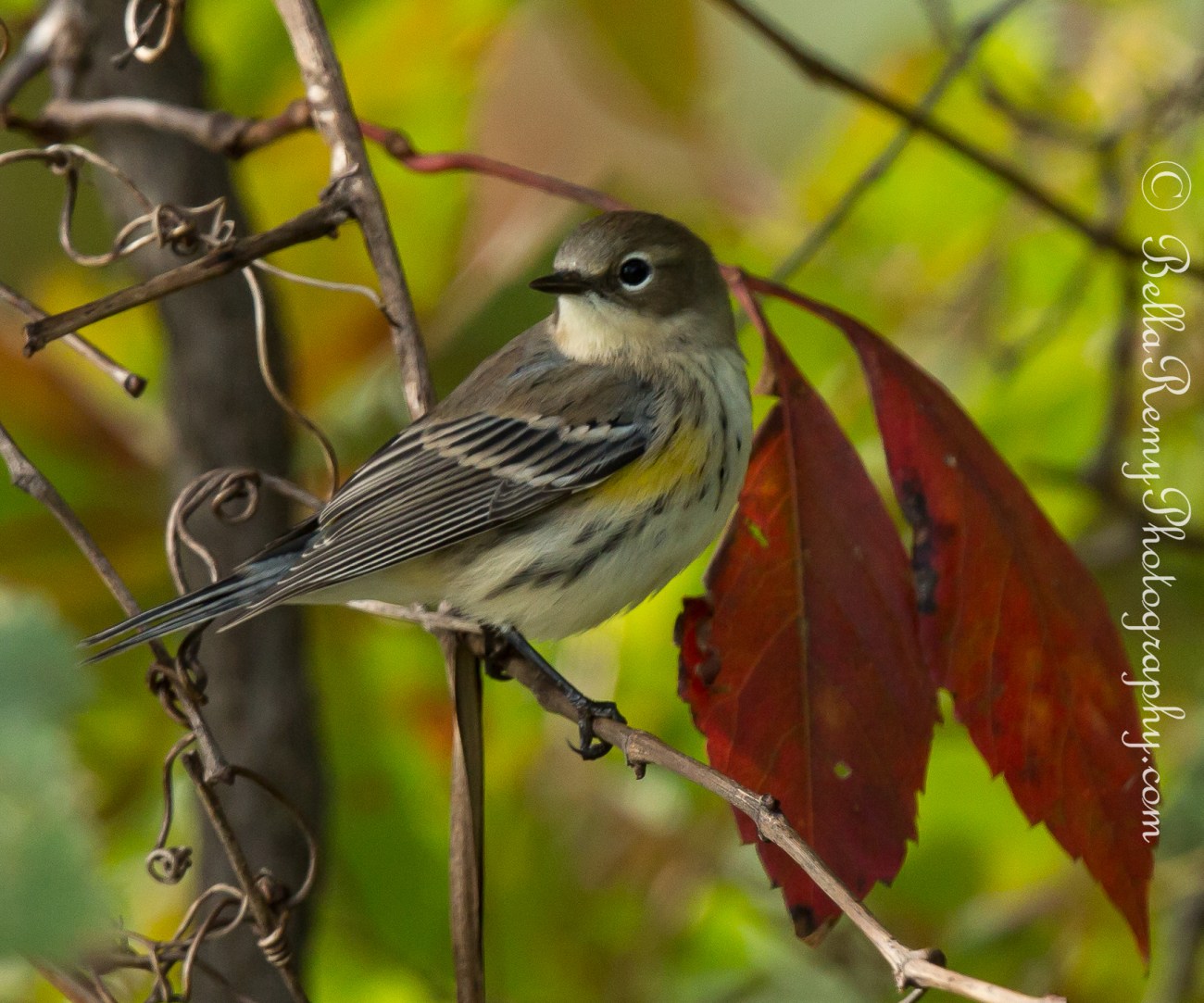 Yellow Rumped Warbler