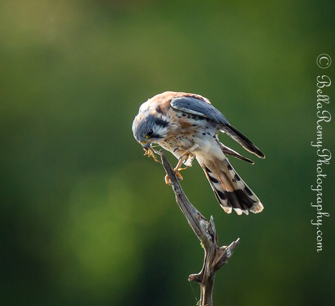 Kestrel