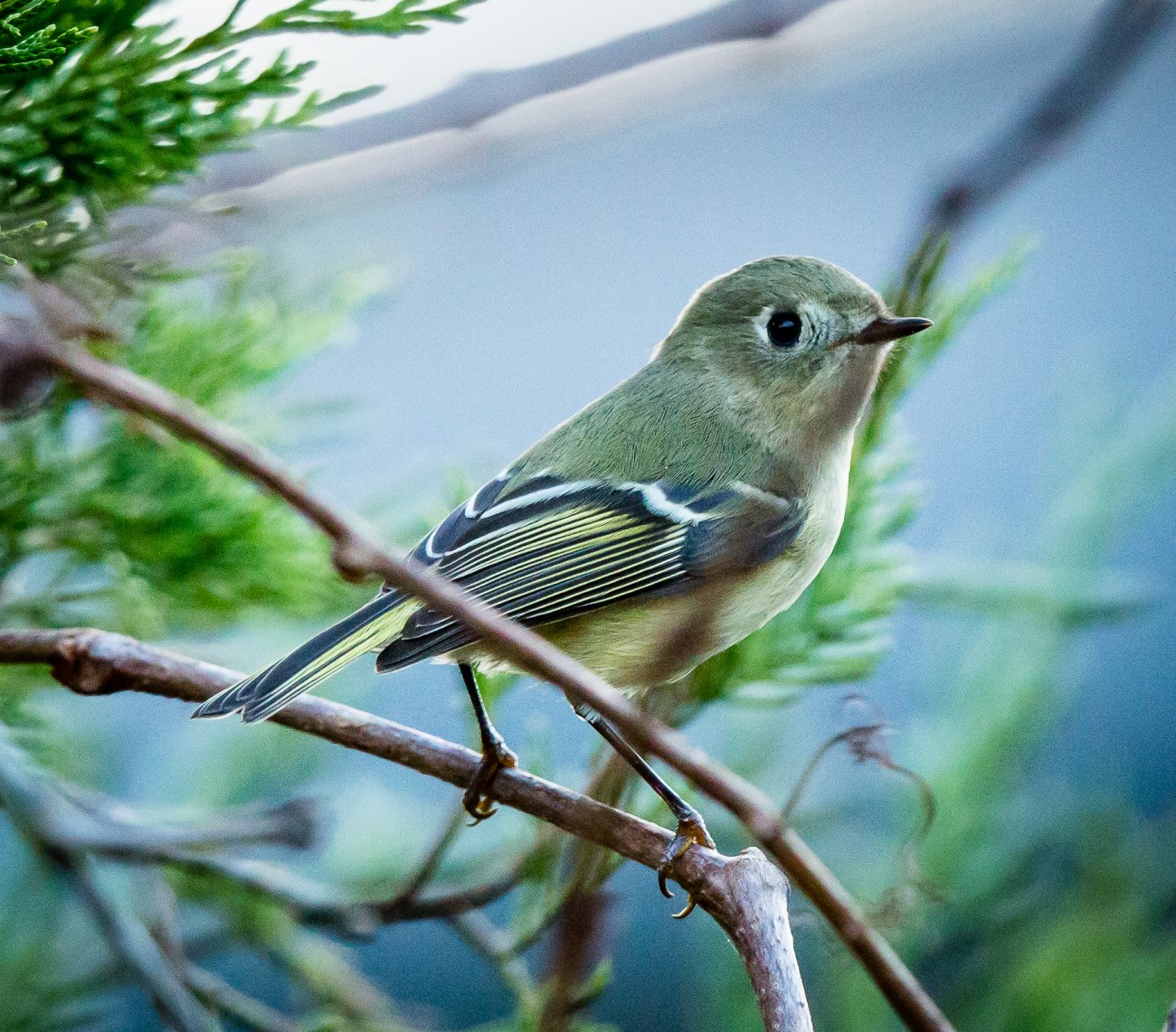 Ruby Crowned Kinglet