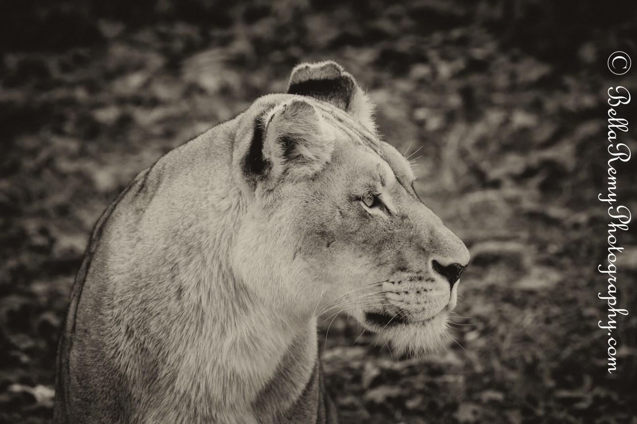 Natlzoo20nov13-7830-Edit