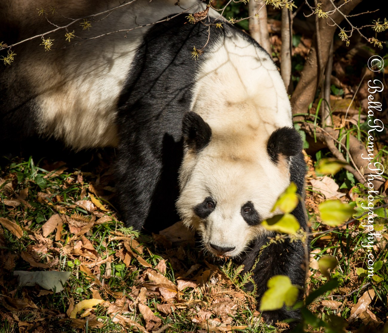 Giant Panda