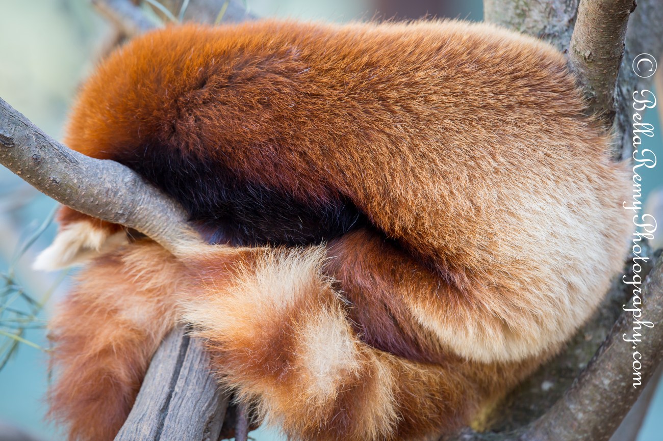 Red Panda